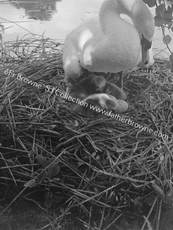 SWAN WITH CYGNETS ON NEST